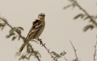 Chestnut shouldered Sparrow
