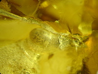 Paracorymbia antiqua