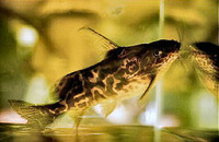 Synodontis koensis, : aquarium