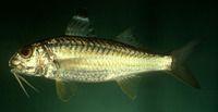 Upeneus sulphureus, Sulphur goatfish: fisheries, aquarium