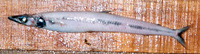 Scopelosaurus harryi, Scaly paperbone: