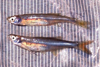 Mesobola brevianalis, River sardine: