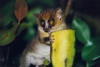 Image of: Microcebus rufus (brown mouse lemur)