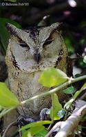 Image of: Otus bakkamoena (collared scops owl)