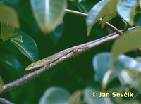 Anolis porcatus - Caribbean Anole