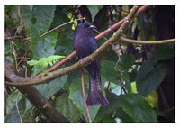 Asian Drongo-Cuckoo - Surniculus lugubris