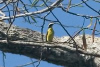 Yellow-throated Flycatcher - Conopias parva