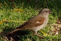 Southern Gray-headed Sparrow - Passer diffusus