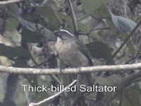 Thick-billed Saltator - Saltator maxillosus
