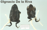 : Phrynopus pinguis