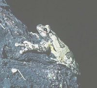 : Smilisca baudinii; Mexican Smilisca