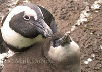 : Spheniscus demersus; Jackass Penguin