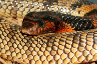 : Aspidelaps lubricus infuscatus; Coral Cobra