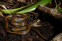 : Rhadinaea montecristi