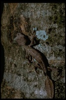 : Uroplatus phantasticus; Leaf Tailed Gecko
