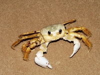 : Ocypode sp.; Maria-farinha