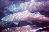 Oncorhynchus tshawytscha, Chinook salmon: fisheries, aquaculture, gamefish, aquarium
