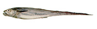 Macruronus magellanicus, Patagonian grenadier: fisheries