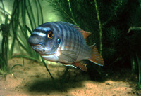 Labeotropheus fuelleborni, Blue mbuna: fisheries, aquarium
