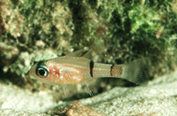 Apogon townsendi, Belted cardinalfish:
