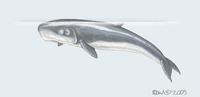 Image of: Kogia breviceps (pygmy sperm whale)