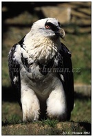 Gypaetus barbatus - Bearded Vulture