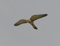Falco naumanni - Lesser Kestrel
