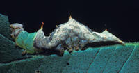 Image of: Schizura unicornis (unicorn caterpillar)
