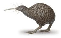 Image of: Apteryx haastii (great spotted kiwi)
