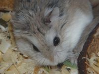 Phodopus roborovskii - Desert Hamster