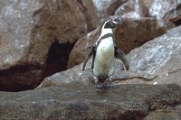 Humboldt Penguin - Spheniscus humboldti
