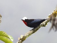 White-capped Tanager - Sericossypha albocristata