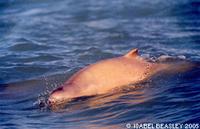 Australian Snubfin Dolphin - Orcaella heinsohni
