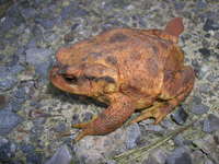 : Bufo bufo spinosus; Common Toad