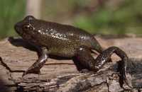 : Rana heckscheri; River-swamp Frog