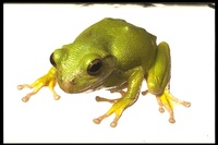 : California Academy of Sciences, Herpetology,  ...; Frog