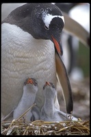 : Pygoscelis papua; Gentoo Penguin