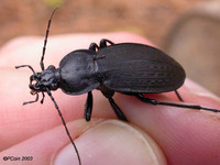 : Carabus vinctus; Ground Beetle