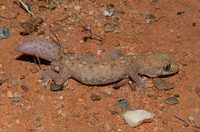 : Diplodactylus tessellatus; Tessellated Gecko