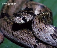 : Oligodon barroni; Barron's Kukri Snake