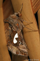 : Megalographa biloba; Bilobed Looper Moth