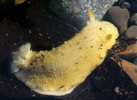 : Archidoris montereyensis; Monterey Dorid