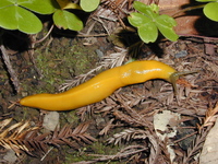 : Ariolimax dolichophallus; Banana Slug