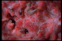 : Monanchora arbuscula; Sponge