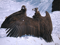 독수리 Aegypius monachus | einereous vulture