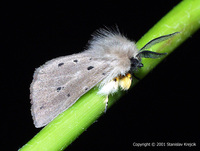 Diaphora mendica - Muslin Moth