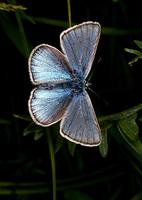 Polyommatus amandus - Amandas Blue