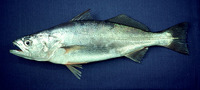 Cynoscion analis, Peruvian weakfish: fisheries, aquarium