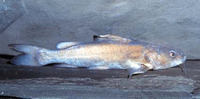 Chrysichthys nigrodigitatus, Bagrid catfish: fisheries, aquaculture, gamefish, aquarium