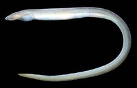 Myrophis vafer, Pacific worm eel: